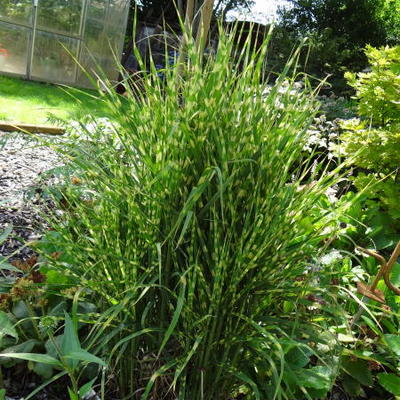 Miscanthus sinensis 'Gold Bar'