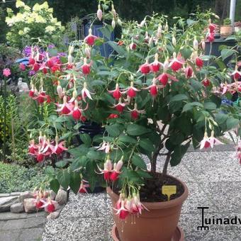 Fuchsia 'Celia Smedley’