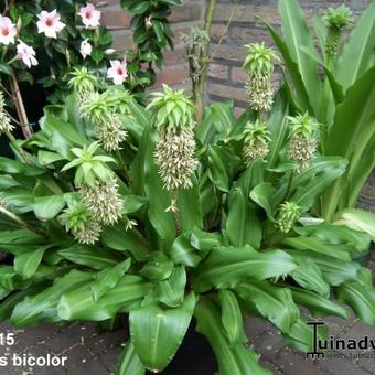 Eucomis bicolor