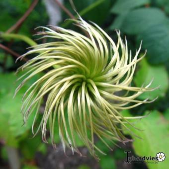 Clematis 'Gladys Picard'