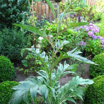 Cynara scolymus 'Cardy'