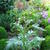 Cynara scolymus 'Cardy'