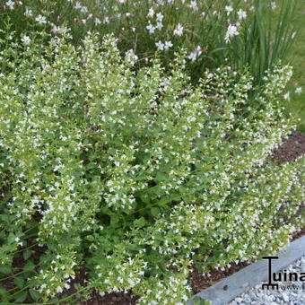 Calamintha nepeta 'White Cloud'