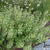 Calamintha nepeta 'White Cloud'