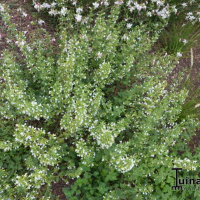 Calamintha nepeta 'White Cloud' - Calamintha nepeta 'White Cloud'