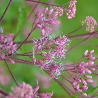 Eupatorium purpureum