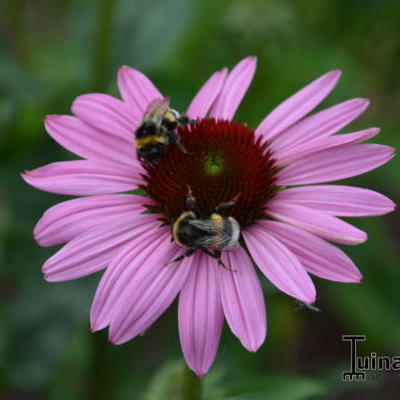 Echinacea purpurea - Echinacea purpurea