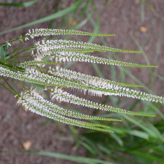 Veronicastrum virginicum 'Album'