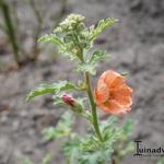 Sphaeralcea 'Childerley' - 