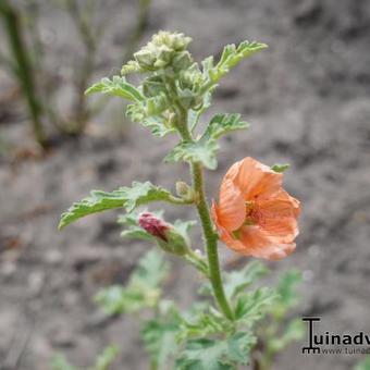 Sphaeralcea 'Childerley'