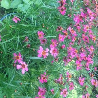 Coreopsis 'Limerock Passion'