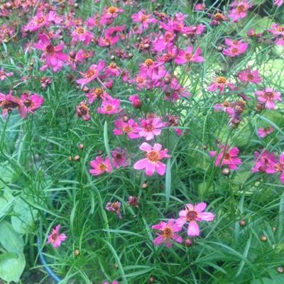 Coreopsis 'Limerock Passion' - Coreopsis 'Limerock Passion'