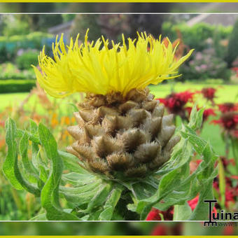 Centaurea macrocephala