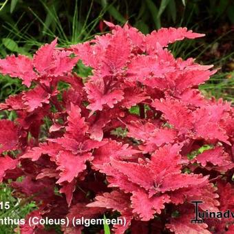 Plectranthus scutellarioides