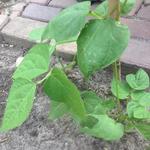 Phaseolus vulgaris 'Overvloed' - 