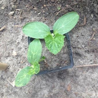 Cucumis sativus 'Broumana' F1