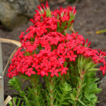 Crassula coccinea