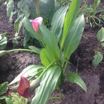 Zantedeschia rehmanii 'Purple Sensation'