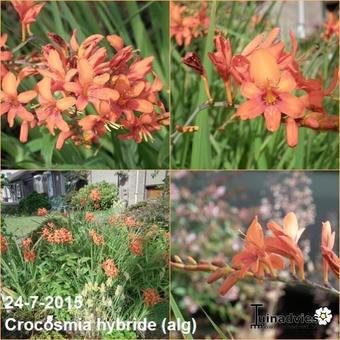 Crocosmia hybride