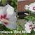 Hibiscus syriacus ’Red heart’