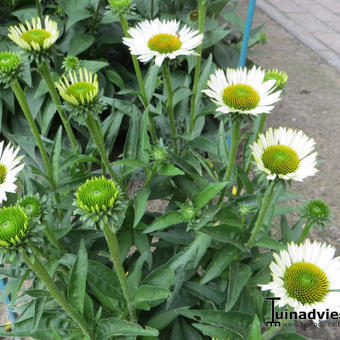 Echinacea 'White Meditation'