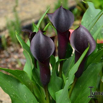 Zantedeschia 'Schwarzwalder'