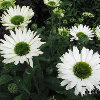 Echinacea purpurea 'Virgin'