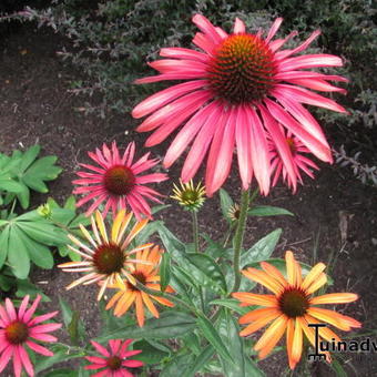 Echinacea purpurea 'Hot Summer'