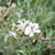 Gypsophila repens ‘Alba'