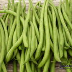 Phaseolus vulgaris 'Eclarel' - 