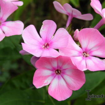 Phlox paniculata 'SWEET SUMMER Candy'