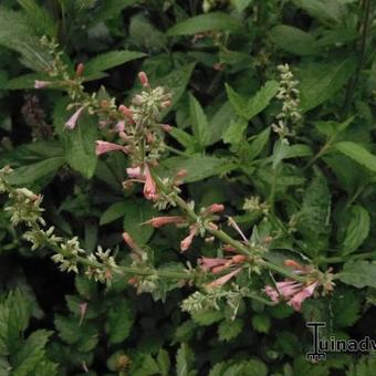 Agastache aurantiaca 'Apricot Sprite'