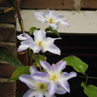 Clematis 'Yukikomachi'