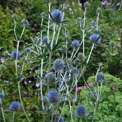 Eryngium x  tripartitum - Eryngium x tripartitum - Eryngium x  tripartitum