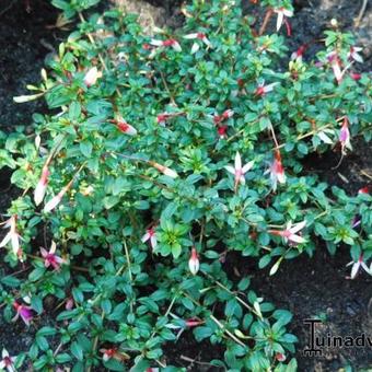 Fuchsia magellanica var. arauco