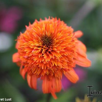 Echinacea purpurea 'SECRET Lust' - 