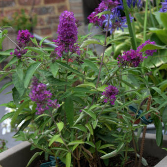 Buddleja davidii FREE PETITE 'Tutti Fruitti'