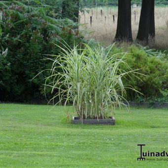 Miscanthus sinensis var. condensatus 'Cosmopolitan'