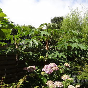 Tetrapanax papyrifer 'Rex'