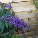 Buddleja 'Argus Velvet' - 