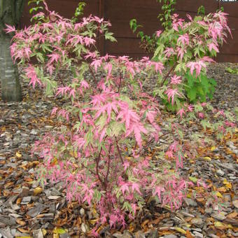 Acer palmatum 'Taylor'