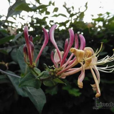 Lonicera caprifolium - 