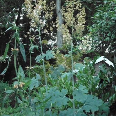 Macleaya cordata  - Weißer Federmohn - Macleaya cordata 