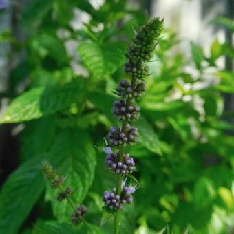 Mentha spicata 'Maroccan'