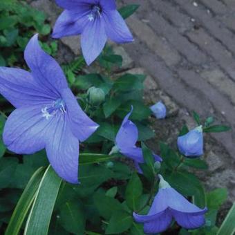 Platycodon grandiflorus