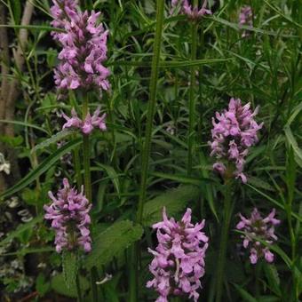 Stachys monieri 'Hummelo'