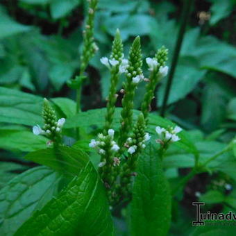 Verbena hastata 'White Spires'