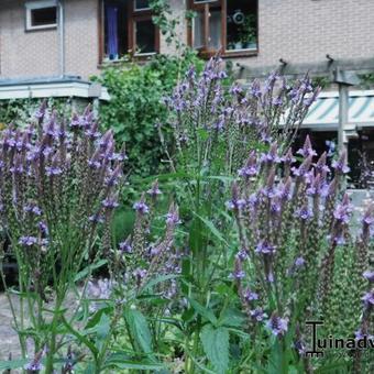 Verbena hastata 'Blue Spires'