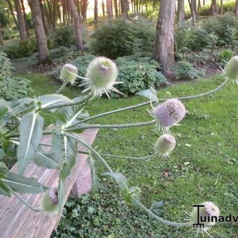 Dipsacus fullonum