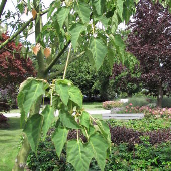 Acer davidii